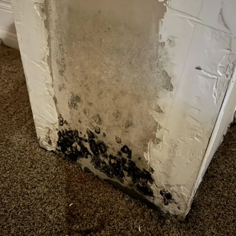 Professional Mold Removal in Sam Rayburn, TX